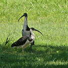 Ibis d'Australie