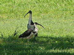 Straw-necked Ibis