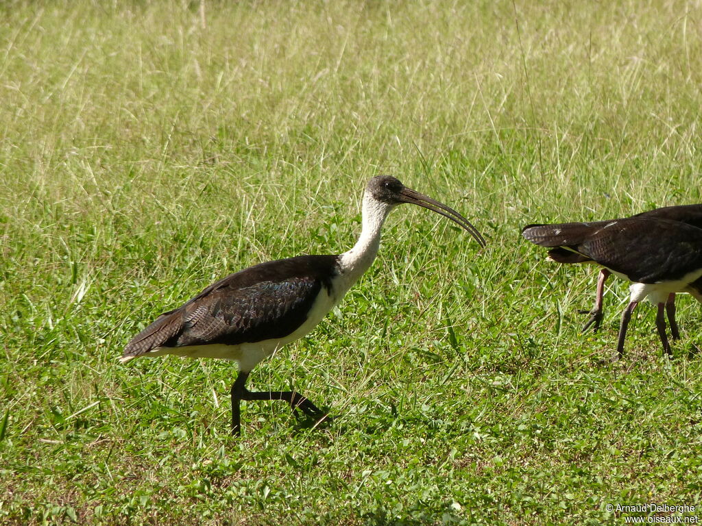 Ibis d'Australie