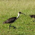 Ibis d'Australie