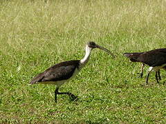 Straw-necked Ibis