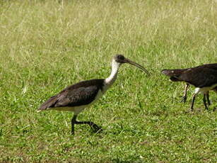 Ibis d'Australie