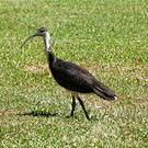 Ibis d'Australie