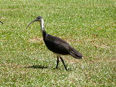 Ibis d'Australie