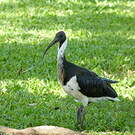 Ibis d'Australie