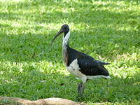 Ibis d'Australie