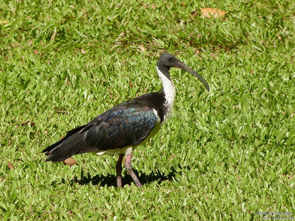 Straw-necked Ibis