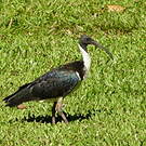 Ibis d'Australie