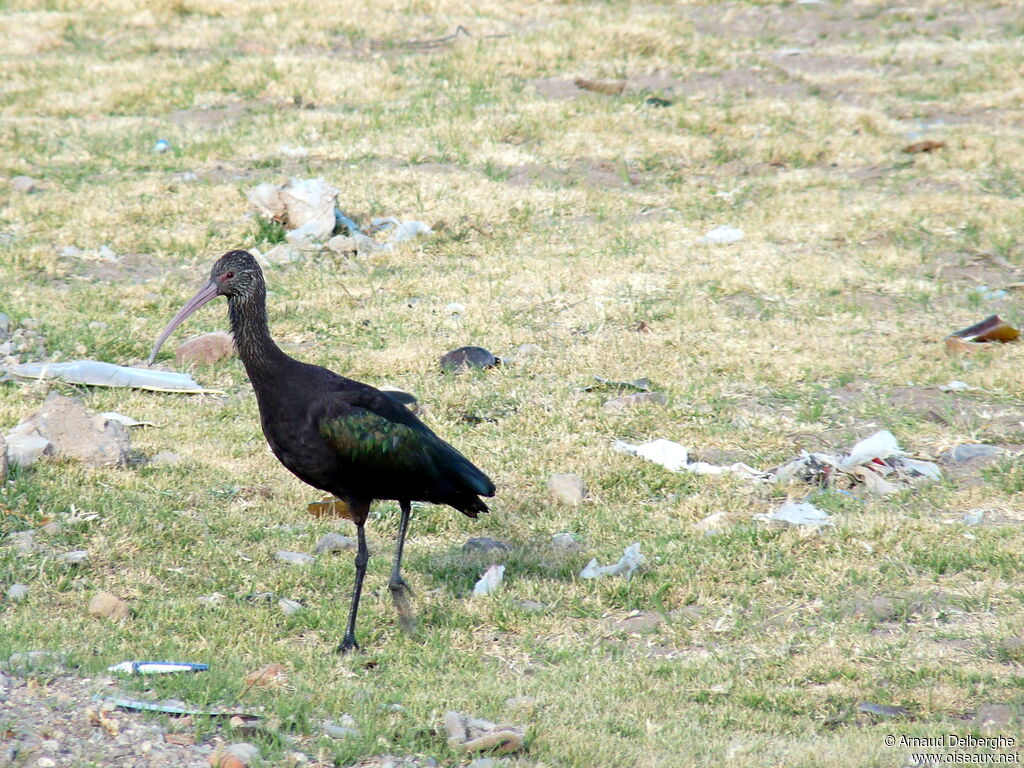 Puna Ibis