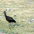 Ibis de Ridgway