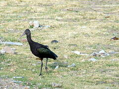 Puna Ibis