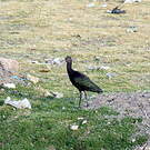 Ibis de Ridgway