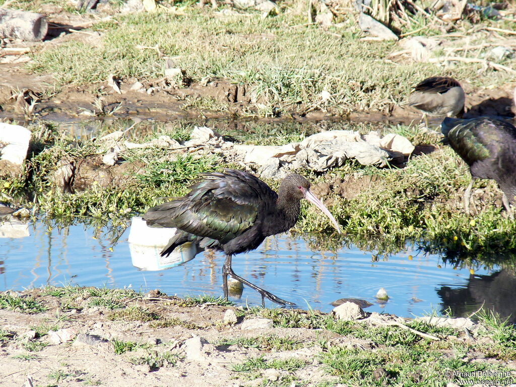 Puna Ibis