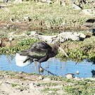 Ibis de Ridgway