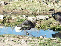 Puna Ibis