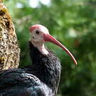 Ibis du Cap