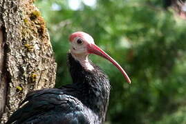 Southern Bald Ibis