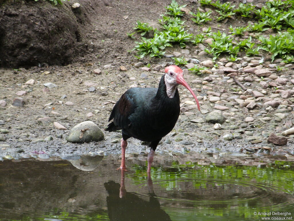 Southern Bald Ibis