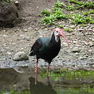 Ibis du Cap