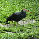 Ibis du Cap