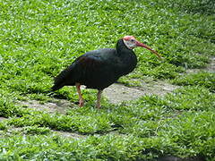 Southern Bald Ibis