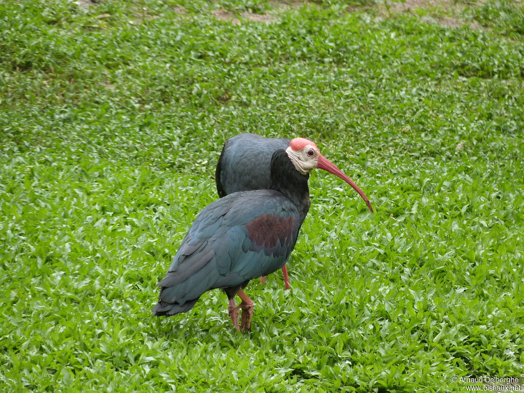 Ibis du Cap