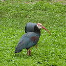 Ibis du Cap