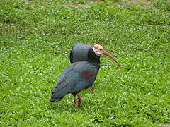 Southern Bald Ibis