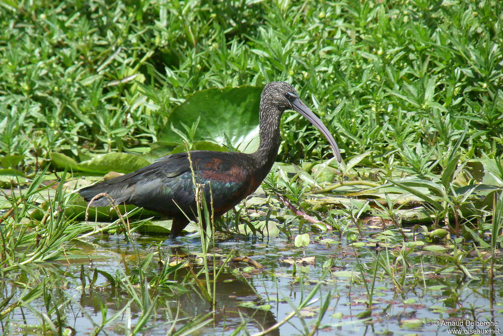 Ibis falcinelle