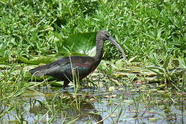 Glossy Ibis