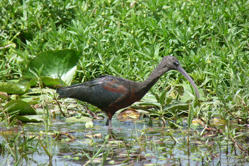 Ibis falcinelle