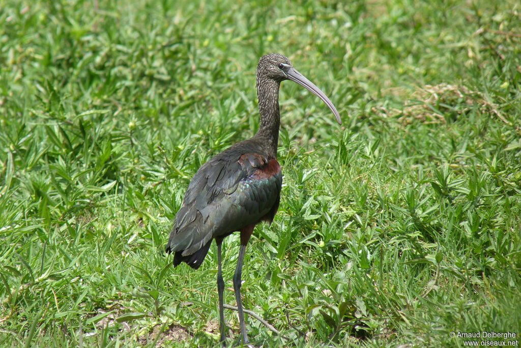 Ibis falcinelle