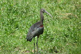 Glossy Ibis