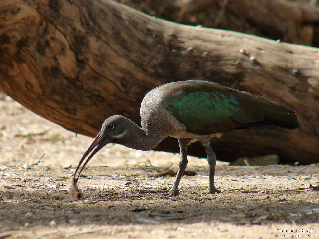 Hadada Ibis