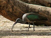 Ibis hagedash