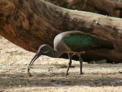 Hadada Ibis