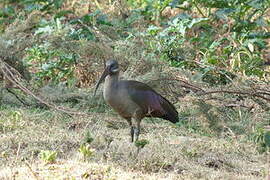 Hadada Ibis