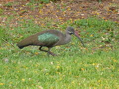 Hadada Ibis