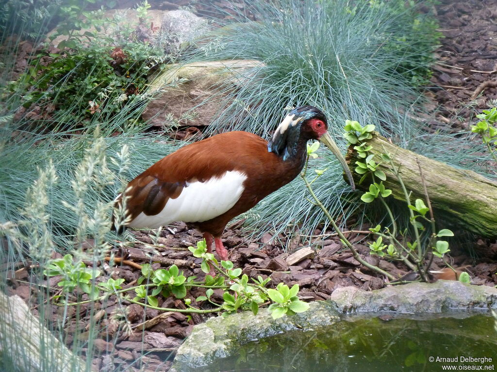 Madagascar Ibis