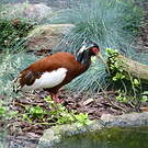 Ibis huppé