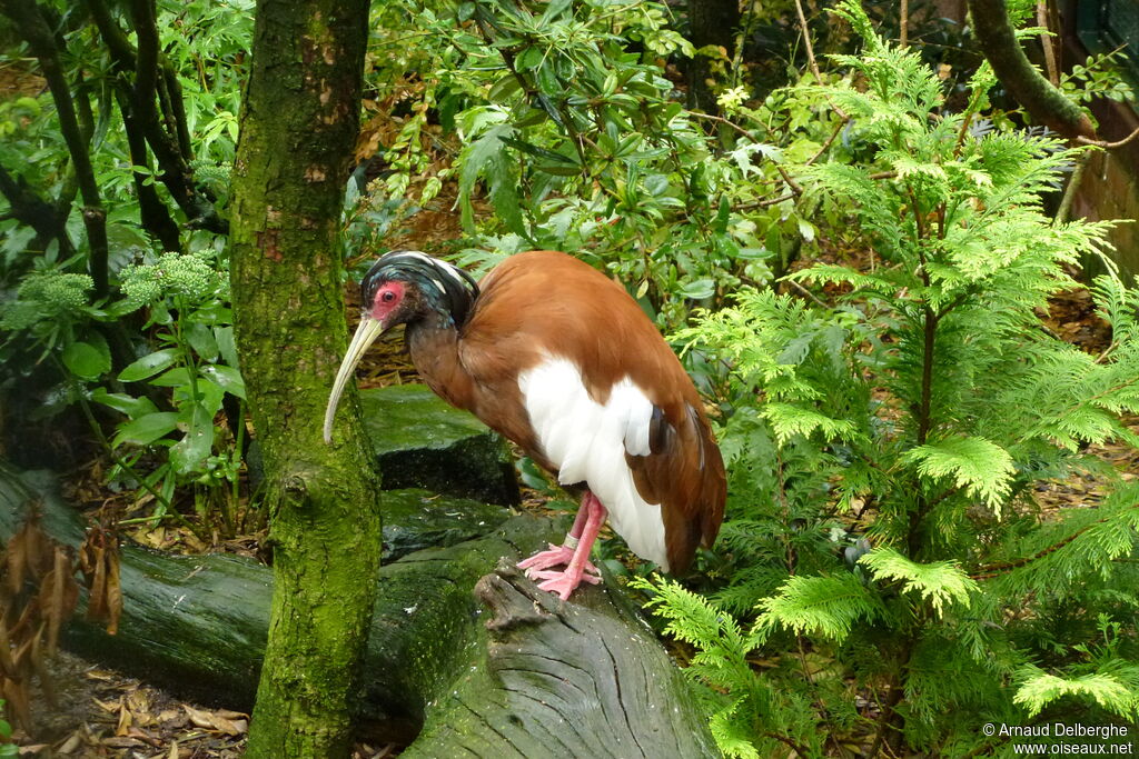 Madagascar Ibis