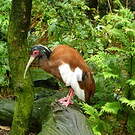 Ibis huppé