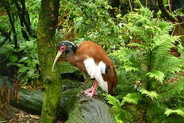 Madagascan Ibis