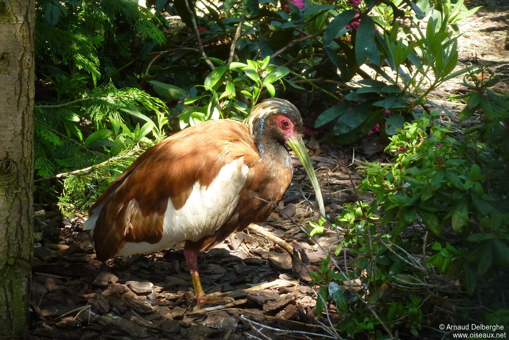 Madagascar Ibis