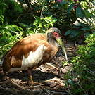 Ibis huppé