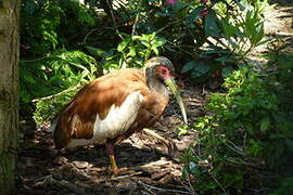 Madagascar Ibis