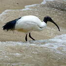 Ibis malgache