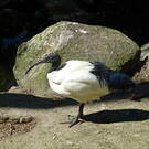 Ibis malgache