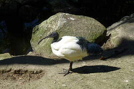 Malagasy Sacred Ibis