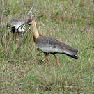 Ibis mandore